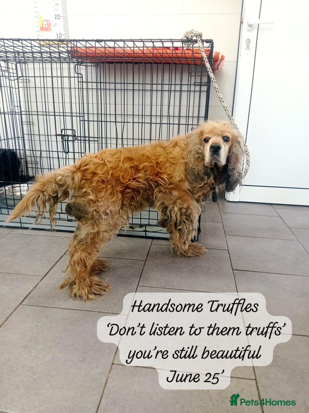 Cocker Spaniel dogs for adoption: Truffles, 10+ yrs. Available for adoption. - Image 6