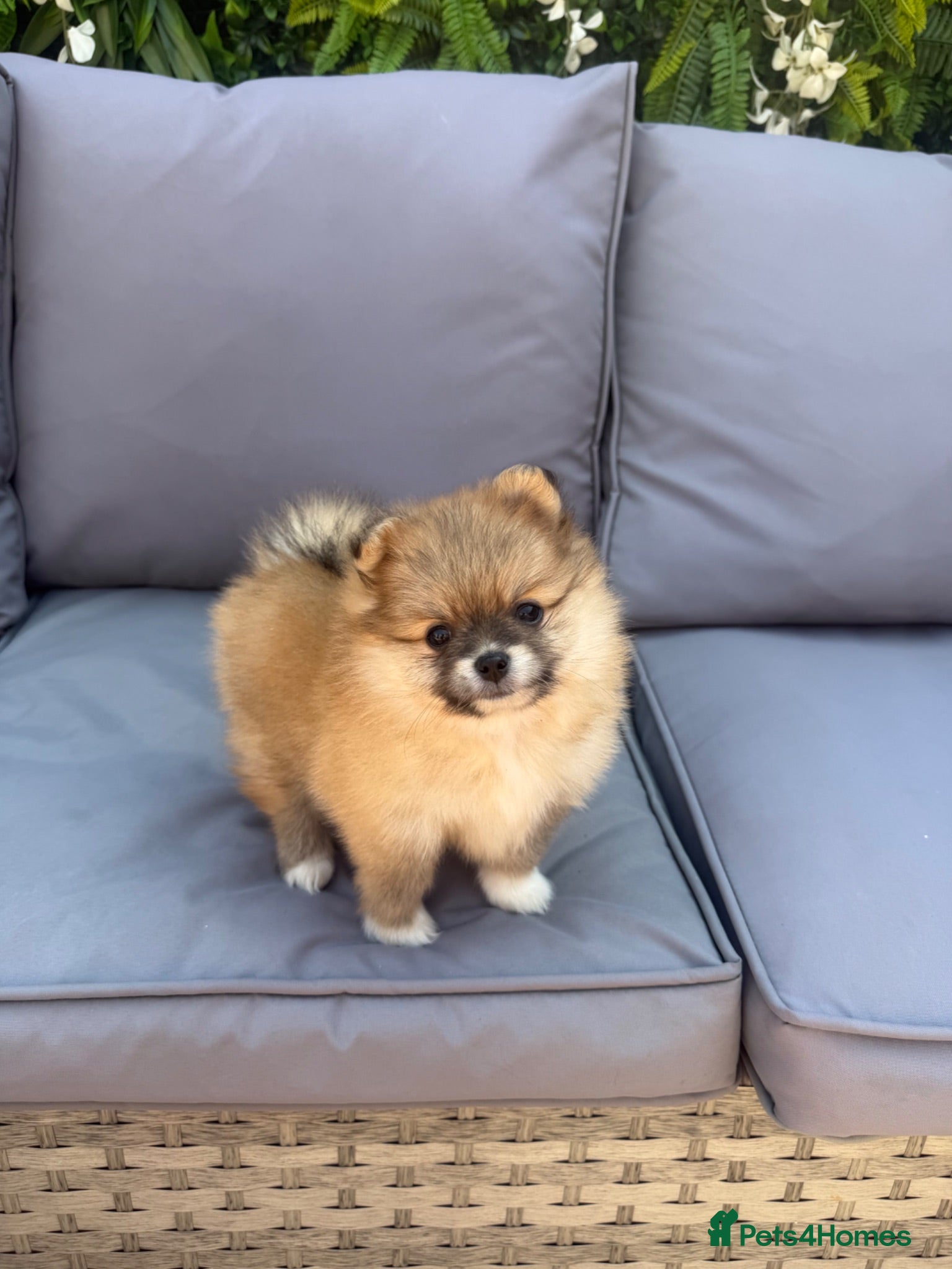 Pomeranian dogs 🧡 KC ORANGE SABLE POMERANIAN GIRL 🧡 - Advert 15