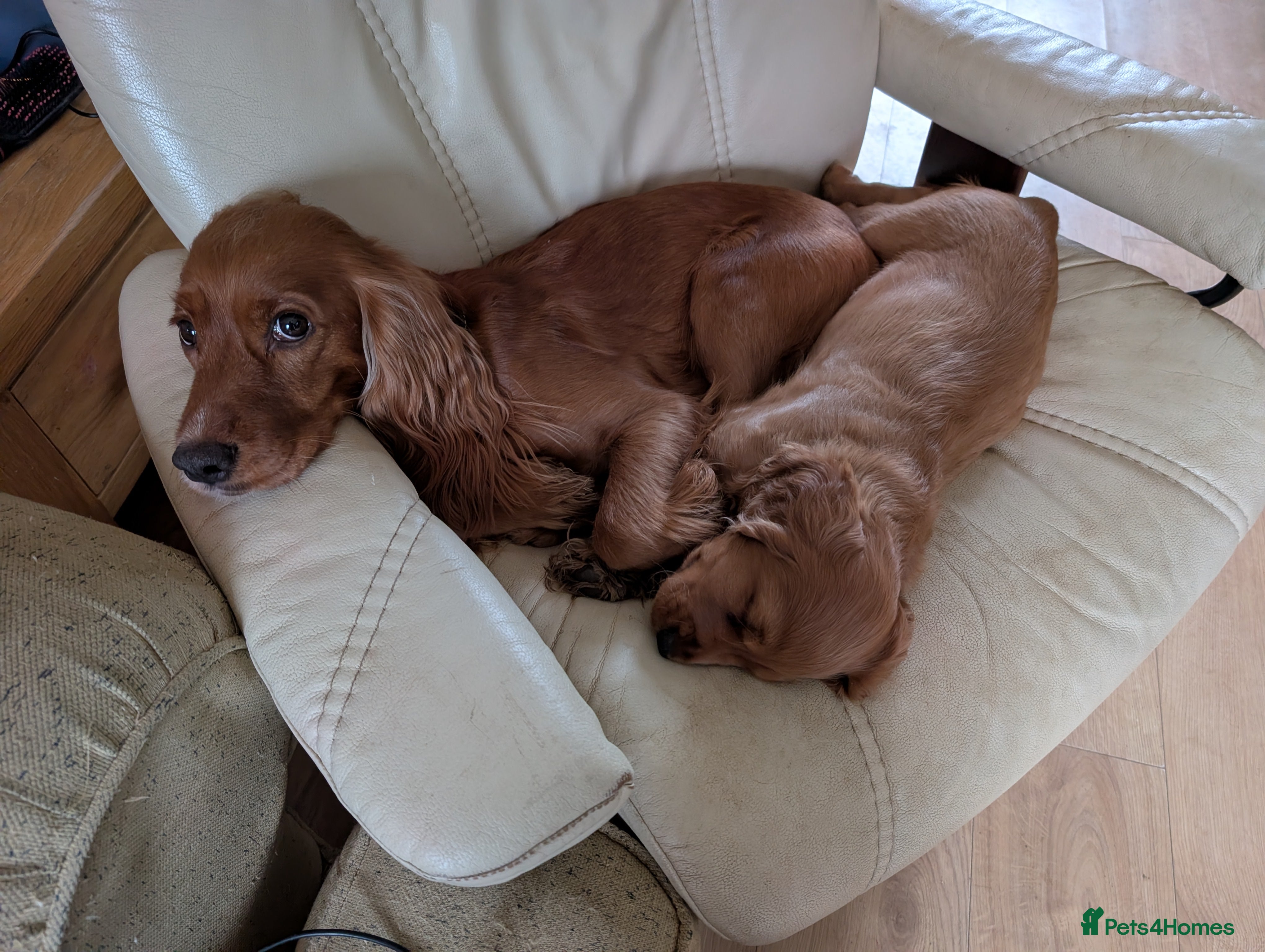 Cocker Spaniel dogs 👀🥇Pedigree golden cocker spaniel puppies 🏆 - Advert 1