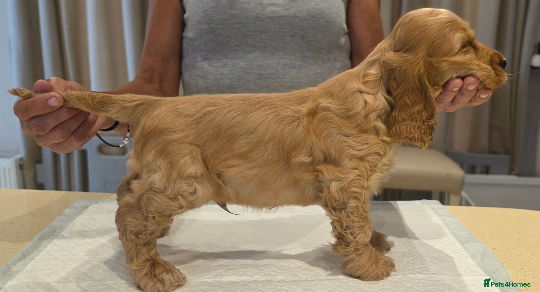 Cocker Spaniel dogs SHOW TYPE COCKER SPANIELS  - Advert 2