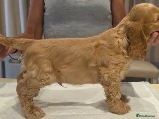 Cocker Spaniel dogs SHOW TYPE COCKER SPANIELS - Advert 2