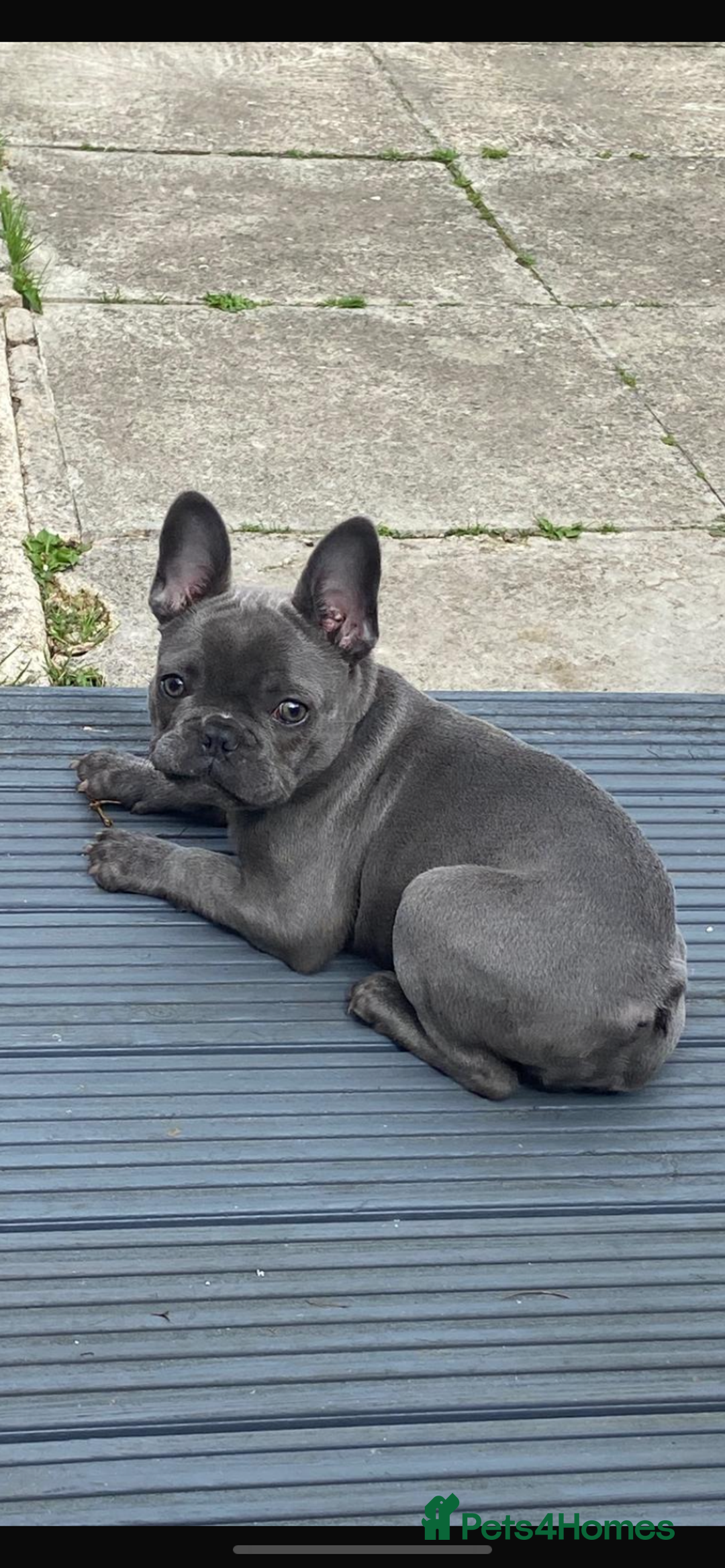 French Bulldog dogs for sale: Stunning Blue French bulldog  - Image 8