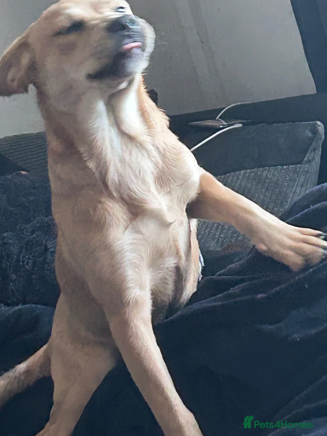 Mixed Breed dogs for sale: Kiki  in Oswestry - Advert 2