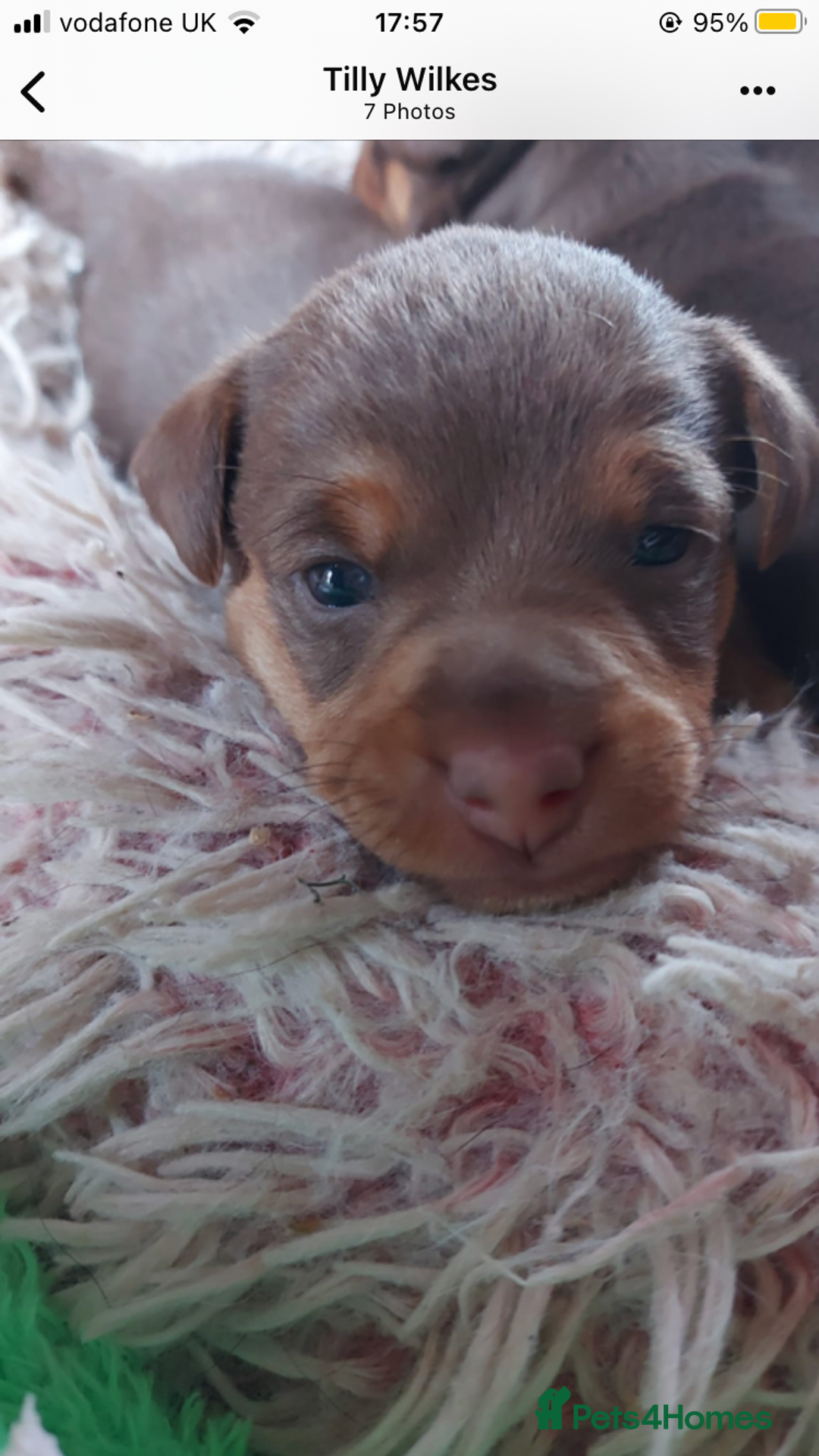 Jack Russell dogs for sale: Stunning chocolate miniature jack russell pups  - Advert 3