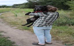Mixed Breed dogs for adoption: 💖🐶 MARY 🐶💖 - Image 7