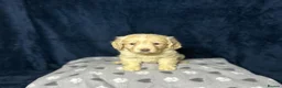 Cocker Spaniel dogs for sale: Working Cocker Spaniel - Chocolate, Roans, Golden - Advert 17