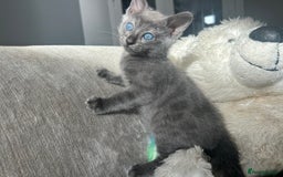 Bengal cats for sale: Stunning Bengal Kittens - TICA Registered - Image 24