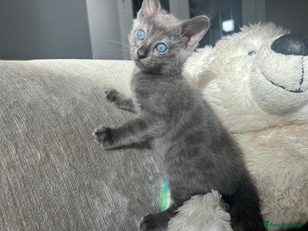 Bengal cats for sale: Stunning Bengal Kittens - TICA Registered - Image 24
