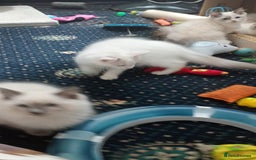 Ragdoll cats for sale: Pedigree Ragdolls for sale £495 - Image 20