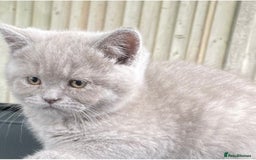 British Shorthair cats for sale: Lilac British Short hair female kitten  - Image 5