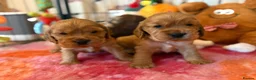 Cocker Spaniel dogs for sale: Gorgeous Golden Show Cockers - Advert 10