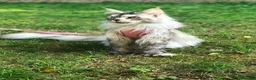 Maine Coon cats for sale: ⚜️ championline maine coon kittens ⚜️ polydactyl - Advert 10