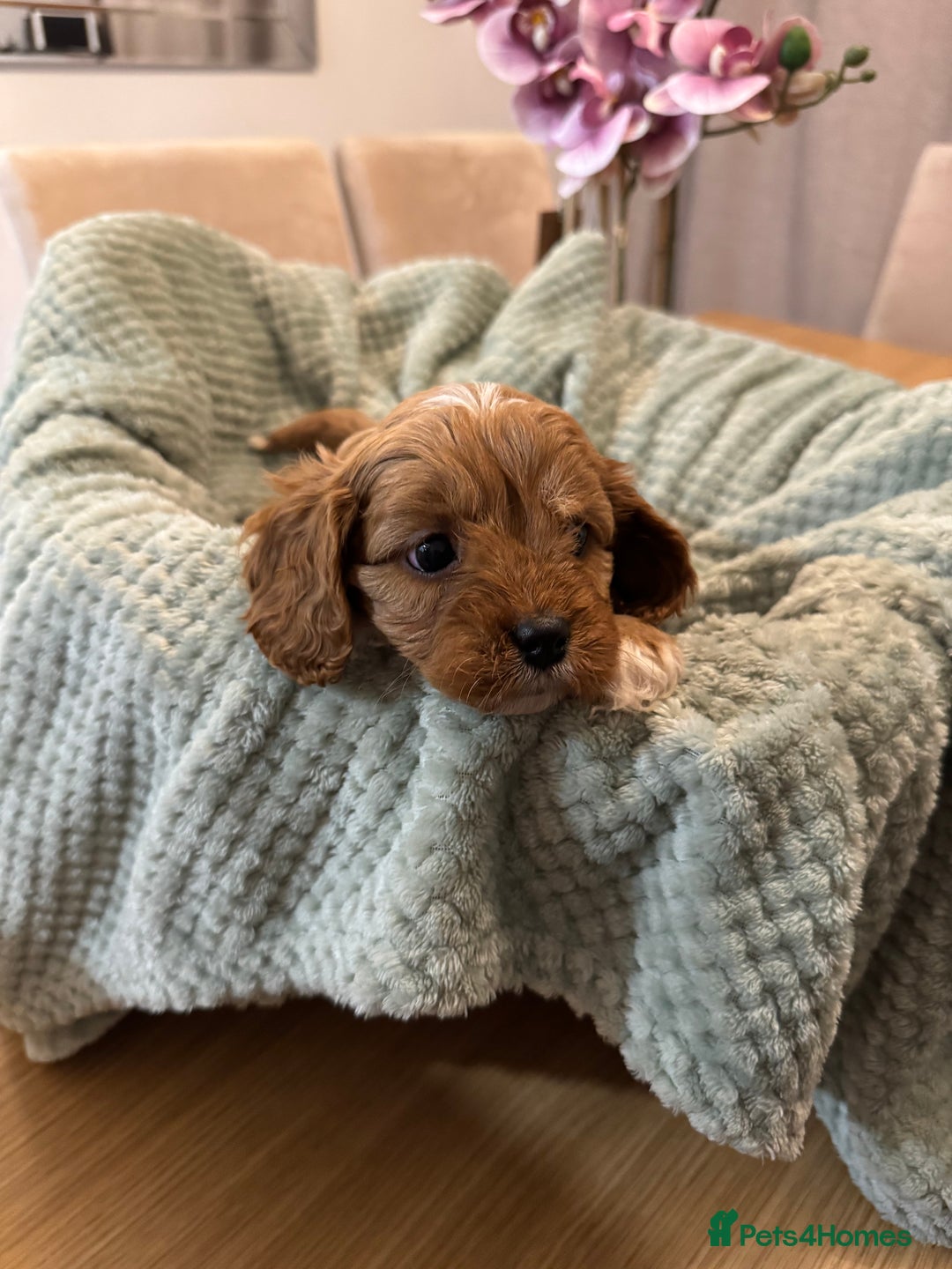 Cavapoo dogs for sale: Cavapoo puppies - Advert 9