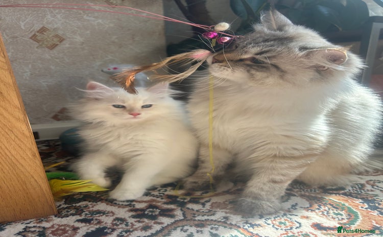 Siberian cats - Advert 18