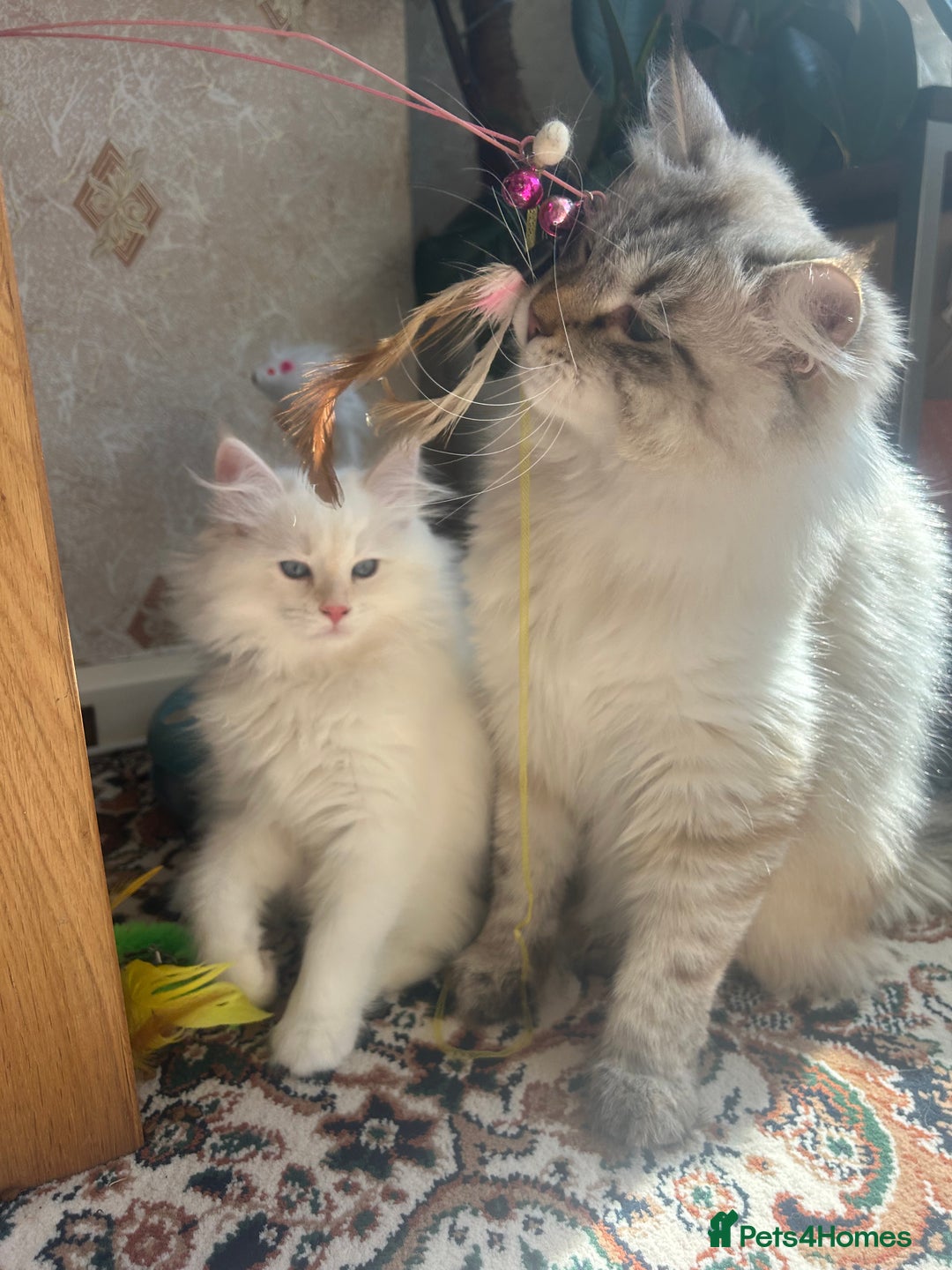 Siberian cats for sale: 😍 Siberian Neva Masquerade kittens 😍 - Image 7