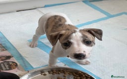 Whippet dogs for sale: KC registered Whippet Puppies - Image 4