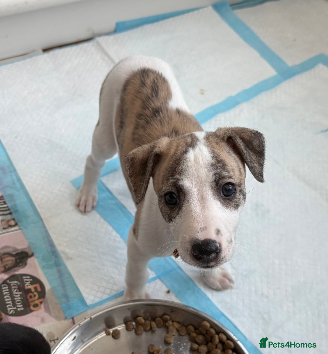 Whippet dogs for sale: KC registered Whippet Puppies - Image 4