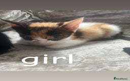 Mixed Breed cats for sale: 8 beautiful kittens for sale  - Image 7