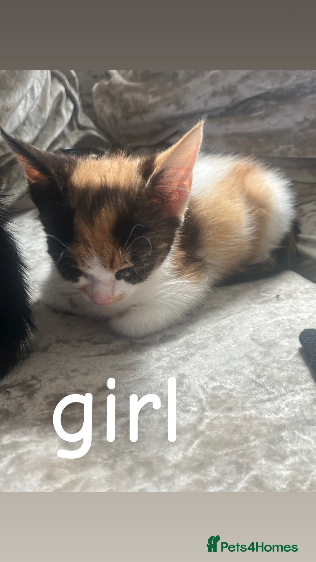 Mixed Breed cats for sale: 8 beautiful kittens for sale  - Image 7