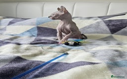 Sphynx cats for sale: Sphynx kitten - Image 5