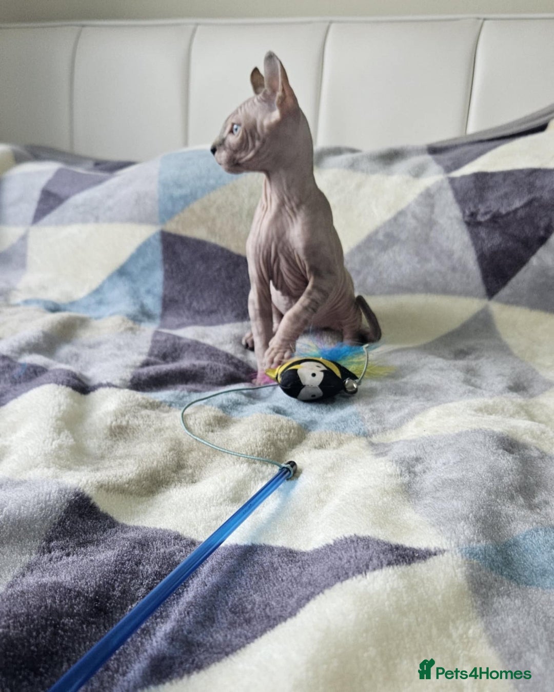 Sphynx cats for sale: Sphynx kitten - Image 5
