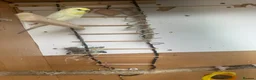 Budgerigars birds for sale: Lovely rainbow female in breeding condition  - Advert 7