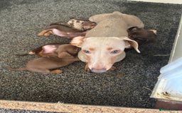 Miniature Dachshund dogs for sale: Miniature dachshund puppies - Image 10