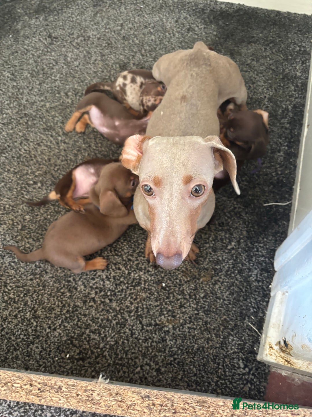 Miniature Dachshund dogs for sale: Miniature dachshund puppies - Image 10