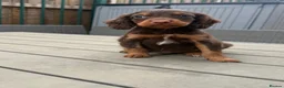 Sprocker dogs for sale: sprocker puppies  - Advert 2