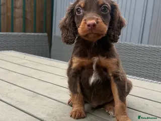 Sprocker dogs sprocker puppies - Advert 18