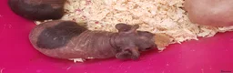 Guinea Pig rodents for sale: New Skinny Pigs Males and Females available now - Advert 16