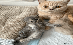 British Shorthair cats for sale: TICA REG BRITISH SHORTHAIR & LONGHAIR KITTENS - Image 3