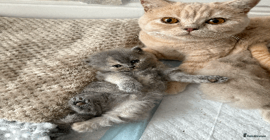 British Shorthair cats - Advert 6