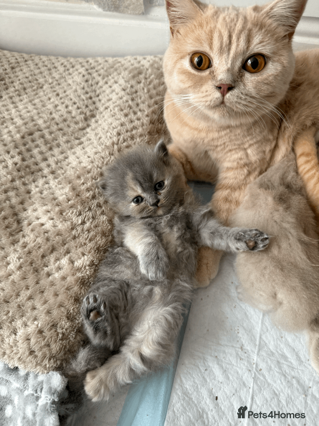 British Shorthair cats for sale: TICA REG BRITISH SHORTHAIR & LONGHAIR KITTENS - Image 3