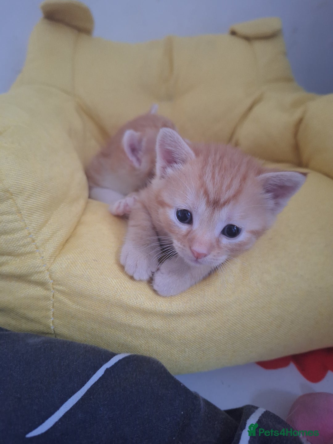 Mixed Breed cats for sale: Kittens ready for forever home - Image 11