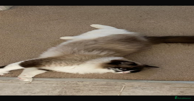 Ragdoll cats - Advert 15