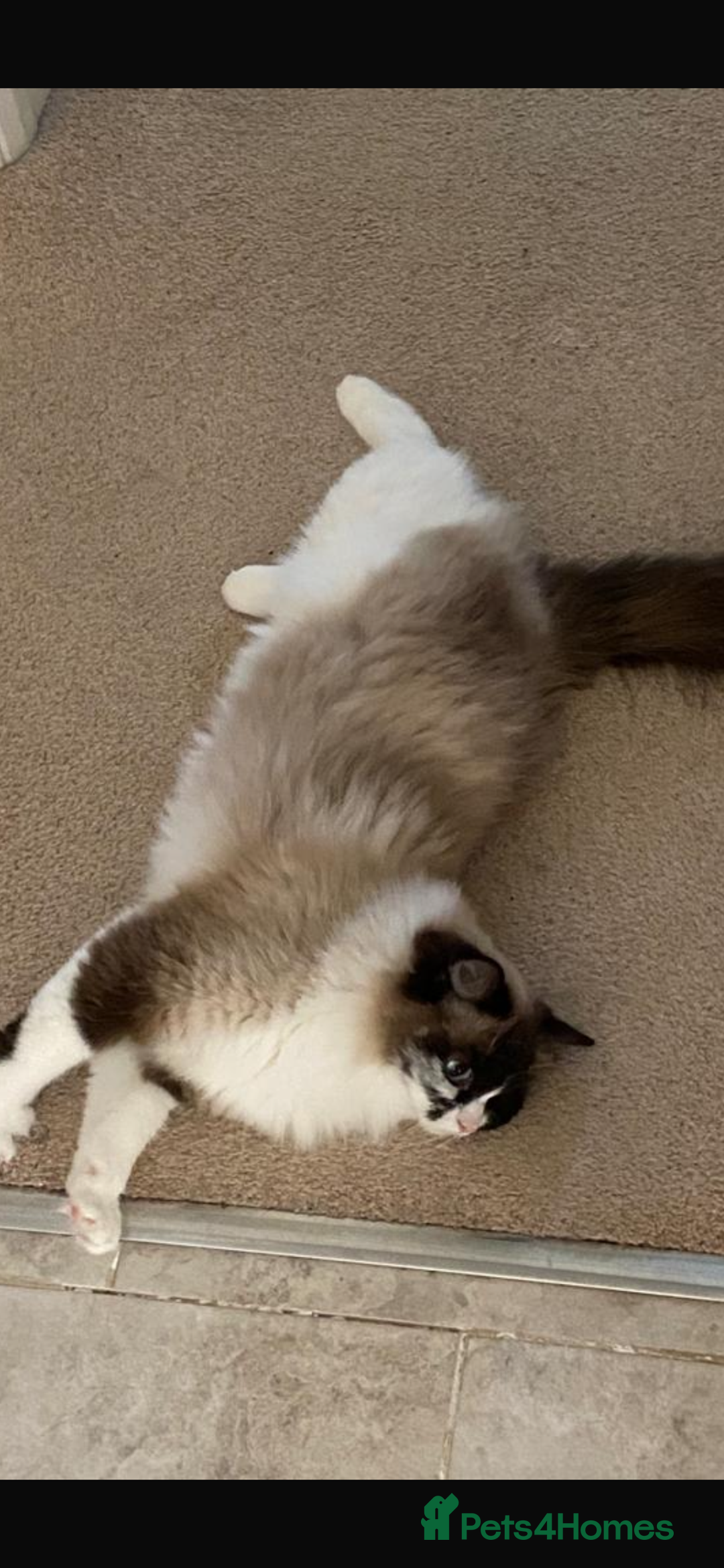 Ragdoll cats for sale: Pedigree Ragdoll 3yrs - Image 2