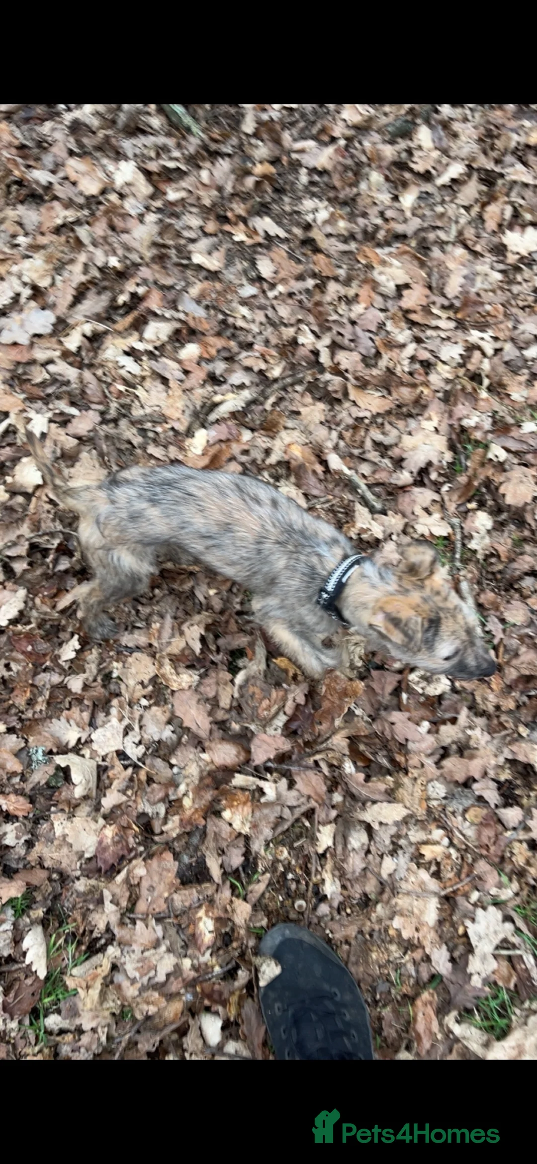 Mixed Breed dogs for sale: Beddy whippet x Whippet dog - Advert 7