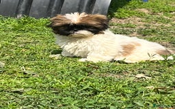 Shih Tzu dogs for sale: lovely shihtzu in Southampton - Image 1
