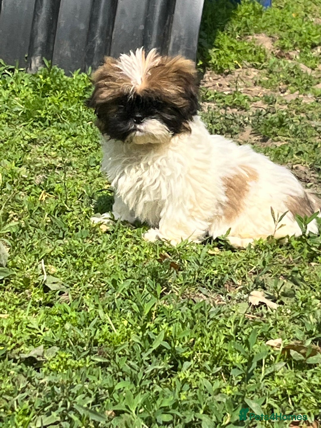 Shih Tzu dogs for sale: lovely shihtzu in Southampton - Image 1