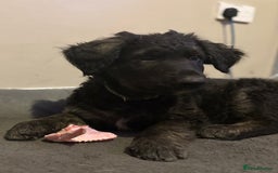 German Shepherd dogs for sale: German Shepherd Cross Dutch shepherd Puppy  - Image 4