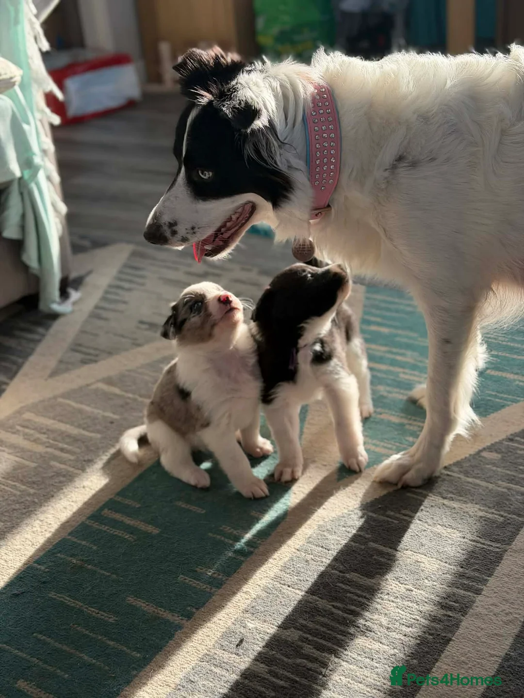 Border Collie dogs for sale: Beautiful Border Collies - Advert 5