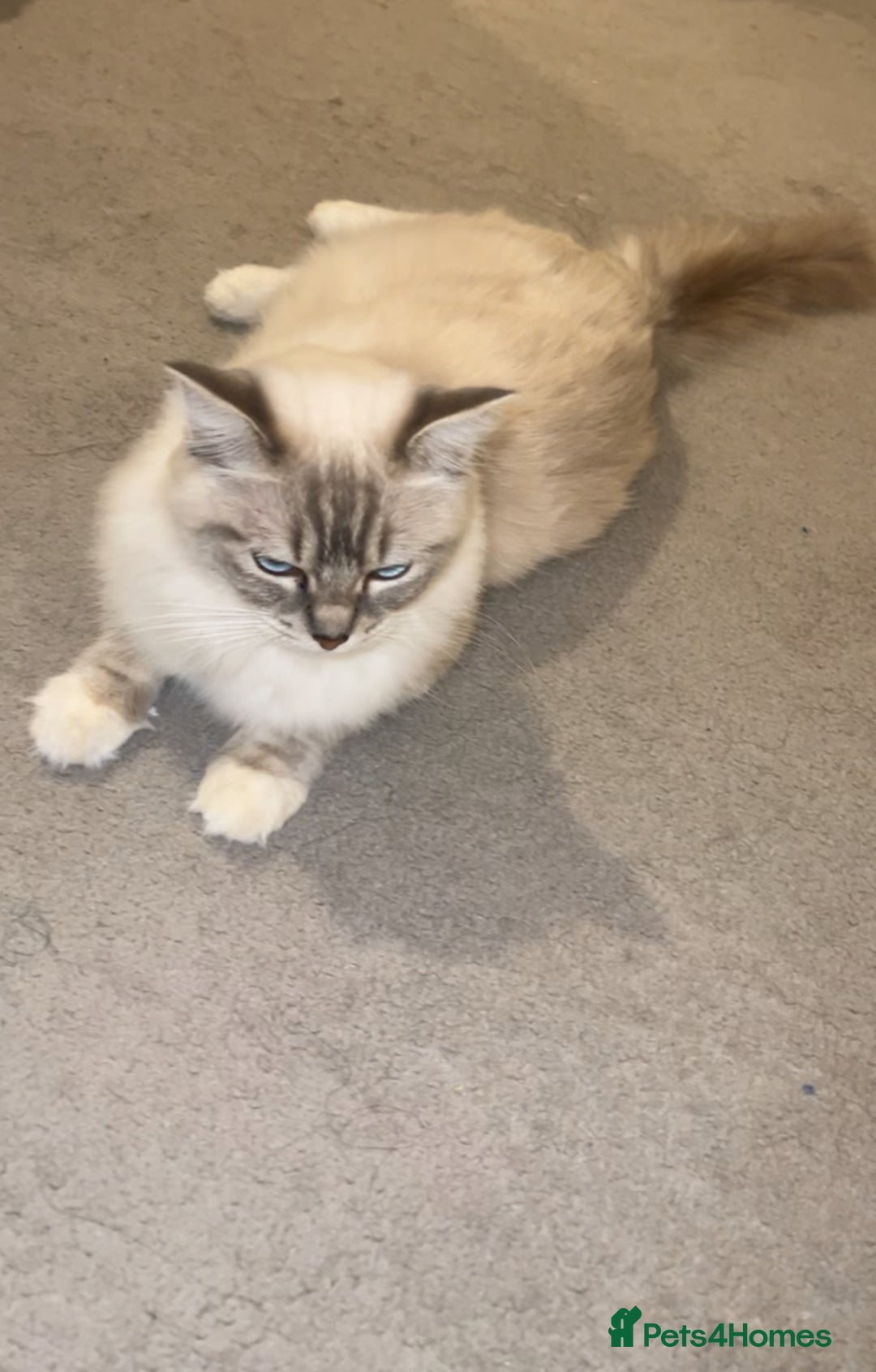 Ragdoll cats for sale: BEAUTIFUL QUEEN BLUE LYNX MITTED RAGDOLL FOR SALE - Image 8
