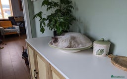 Ragdoll cats for sale: Beautiful ragdoll 9 months kitten - Image 8