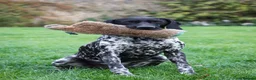 German Shorthaired Pointer dogs for stud: Working GSP Stud  - Advert 5