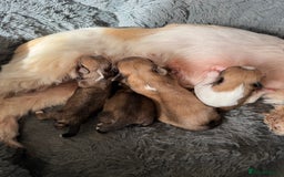 Lhasa Apso dogs for sale: Fabulous KC reg gold male Lhasa apso - Advert 14