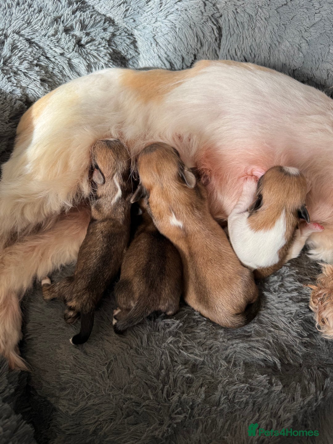 Lhasa Apso dogs for sale: Fabulous KC reg gold male Lhasa apso - Advert 14