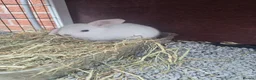 Mini Lop rabbits for sale: Mini lop babies  in Chesterfield - Advert 7