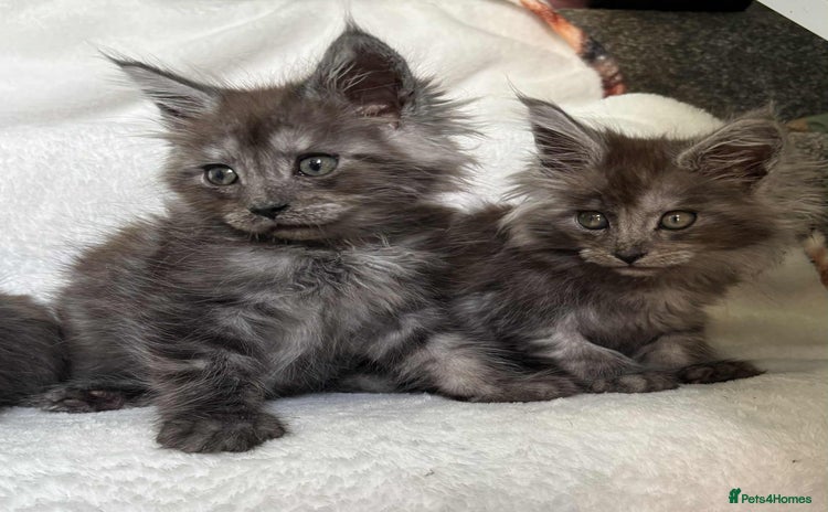Maine Coon cats - Advert 6