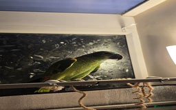 Parrots birds for sale: Stunning Blue Fronted Amazon (Cage included)  - Image 6